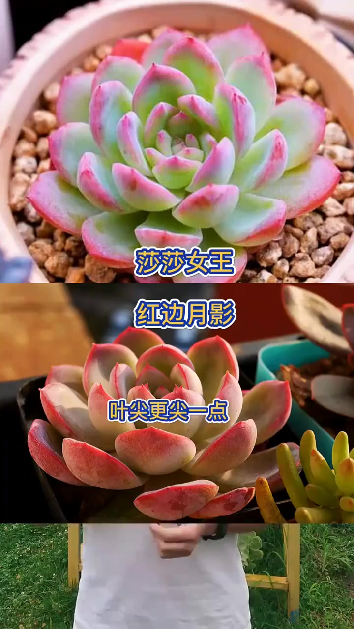 羽安讲多肉:莎莎女王,又是库存的一天