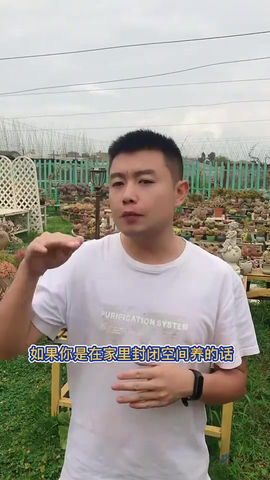 羽安讲多肉:法师品种鉴赏