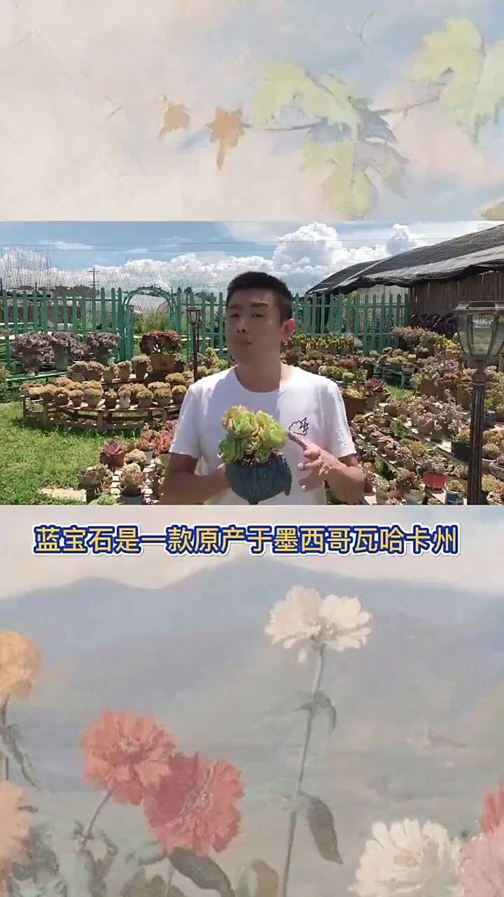羽安讲多肉,蓝宝石