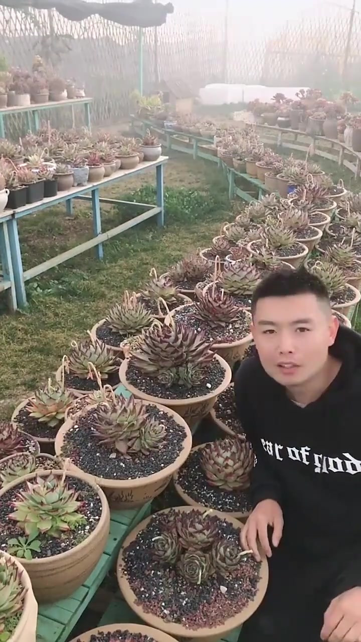 羽安讲多肉:乌木