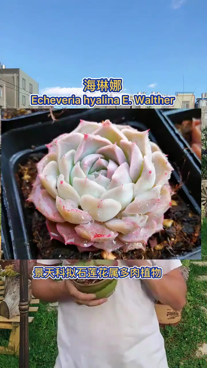 羽安讲多肉,朱砂痣