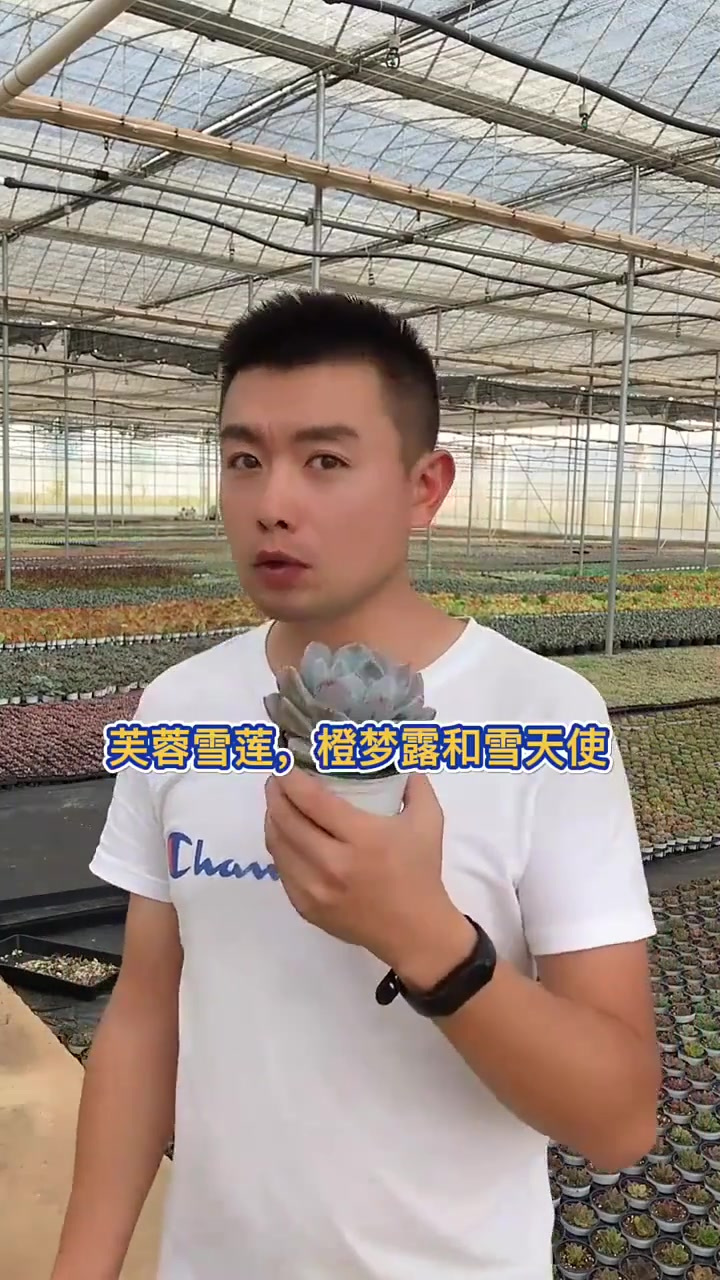 羽安讲多肉,雪莲你听说过吗