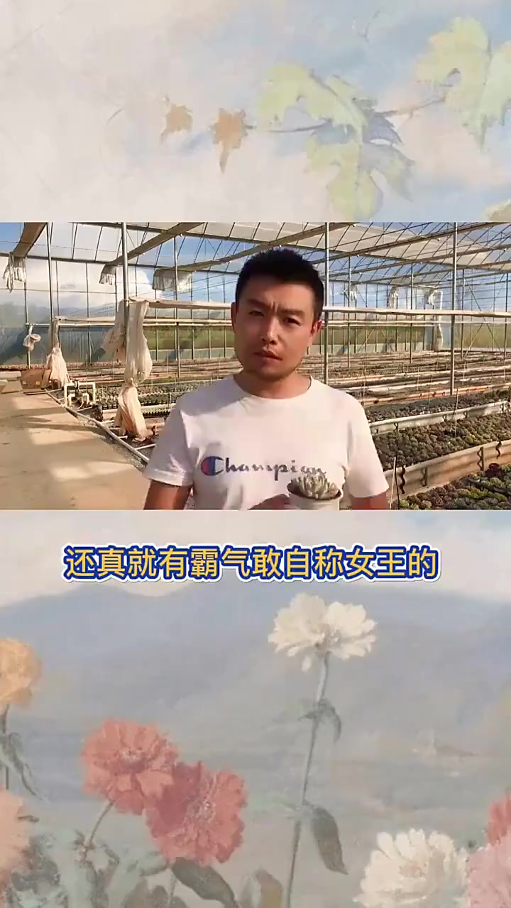 羽安讲多肉:紫罗兰女王