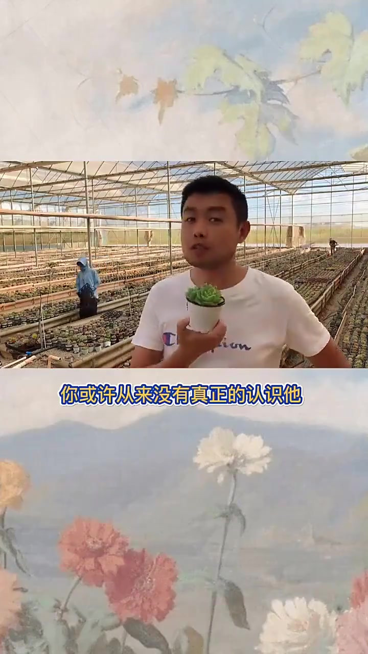 羽安讲多肉:翡翠塔