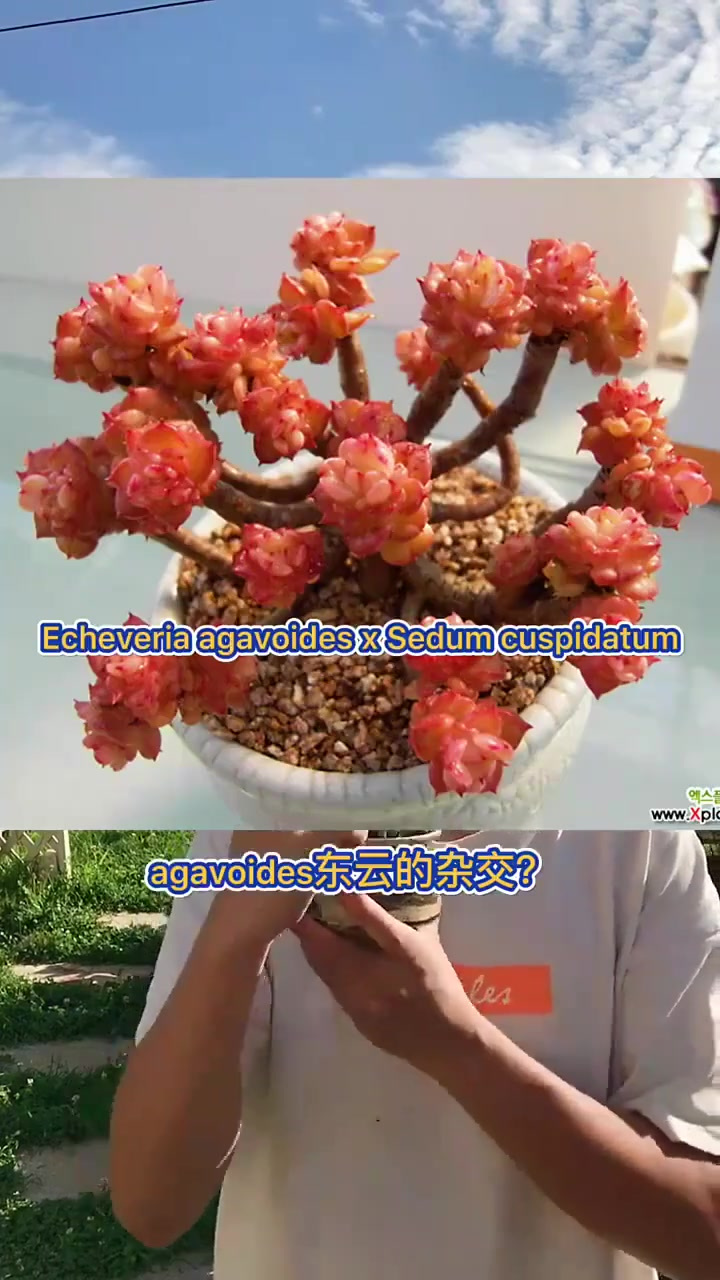 羽安讲多肉,蜡牡丹你见过吗