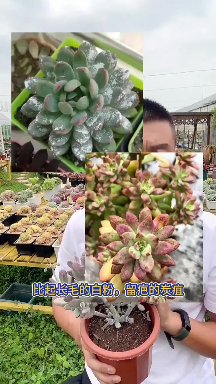 多肉新手课堂,讲明白烟煤病,你懂了吗