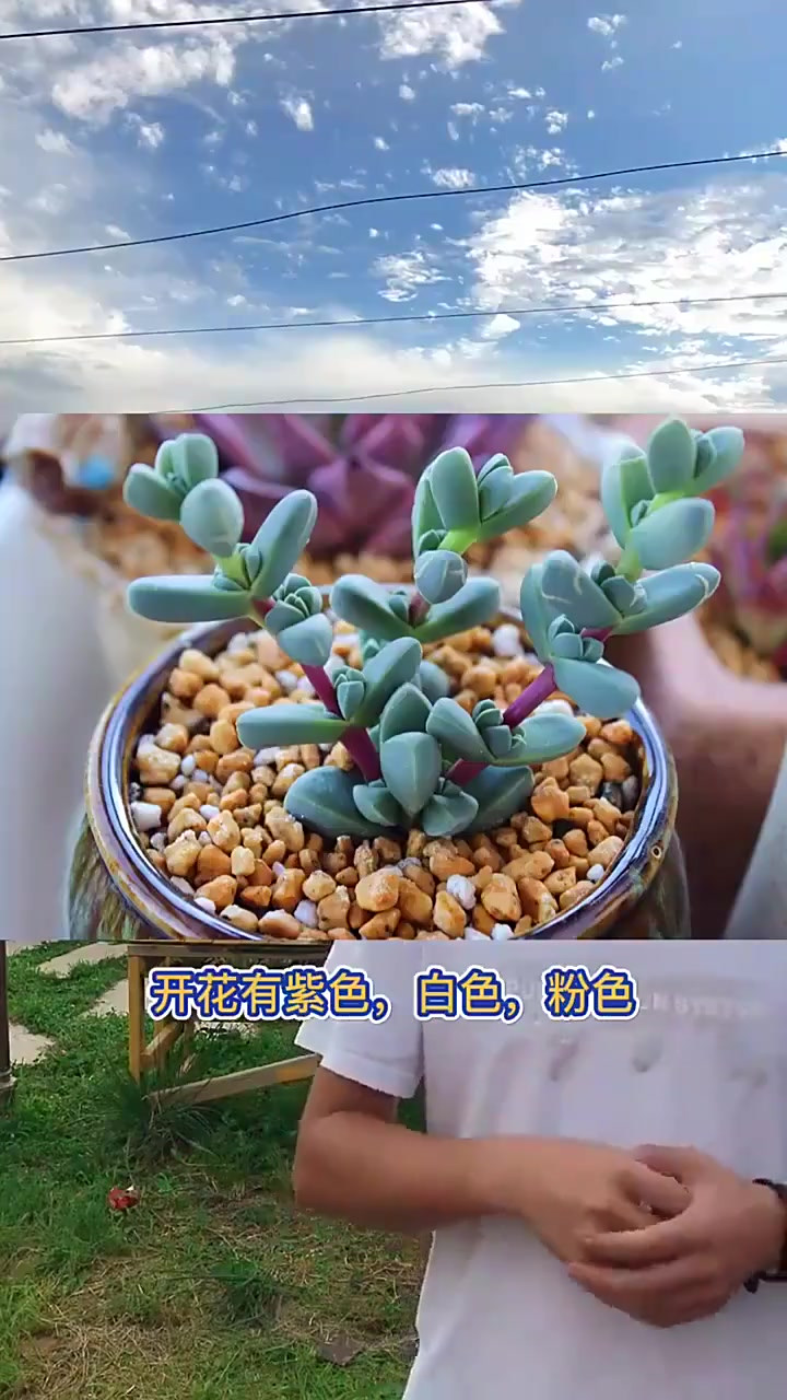 羽安讲多肉,鹿角海棠栽一大片开花看会怎样