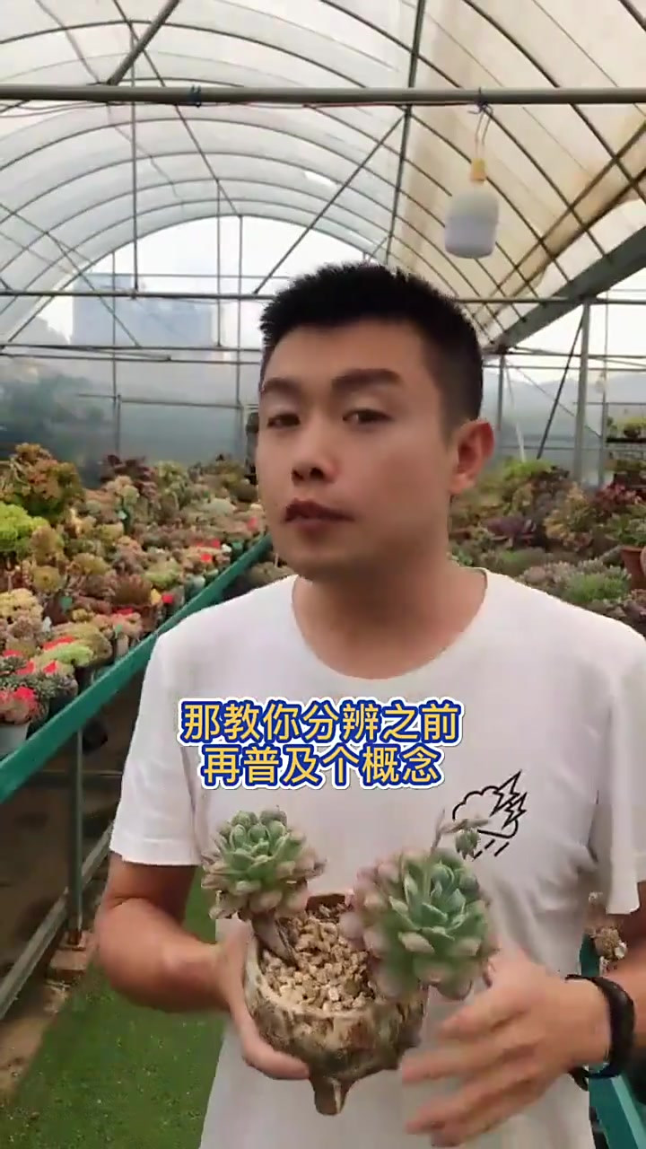 羽安讲多肉:橙梦露