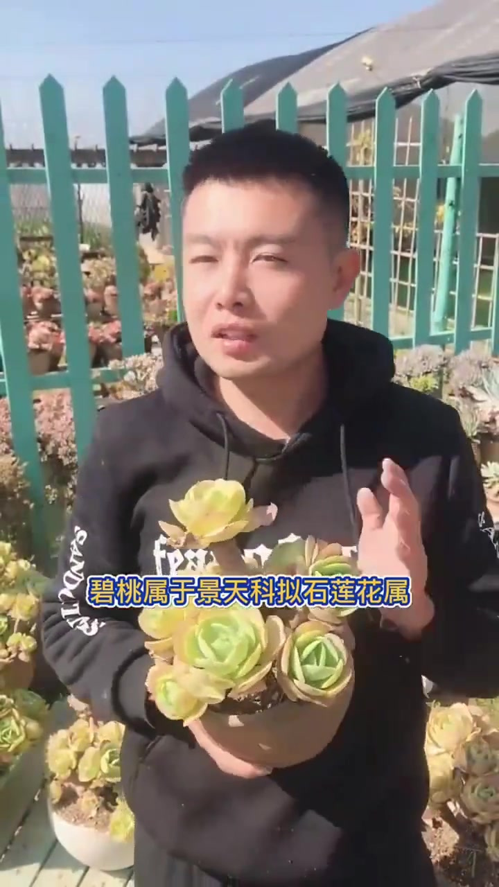 碧桃还有经常听到的一个别名，叫鸡蛋碧桃