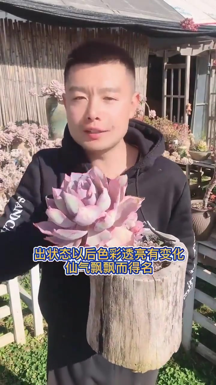 羽安讲多肉，晚霞！