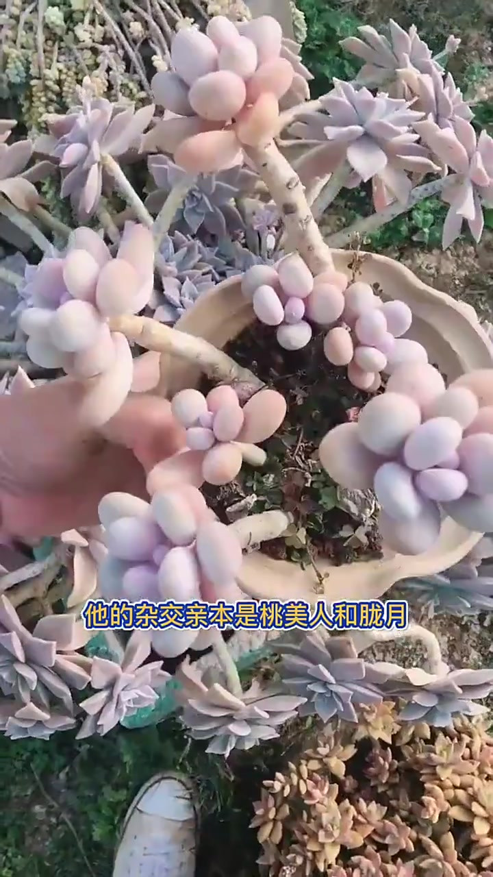 羽安讲多肉，淡雪多肉