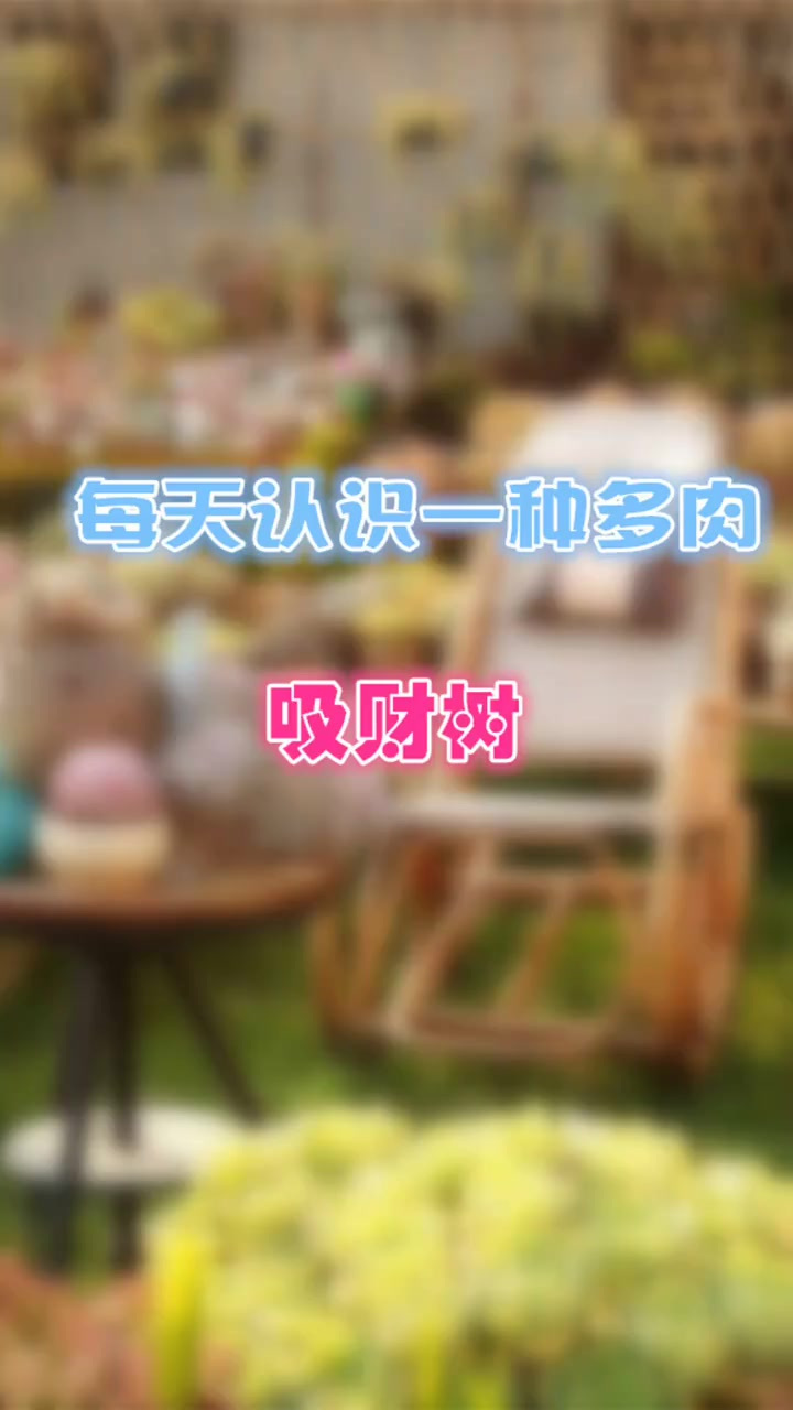 羽安讲多肉：吸财树