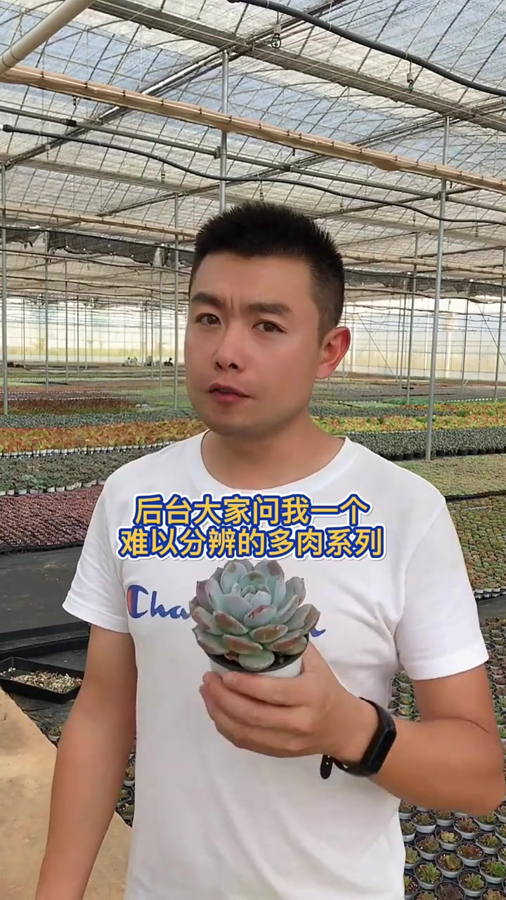 羽安讲多肉：雪莲