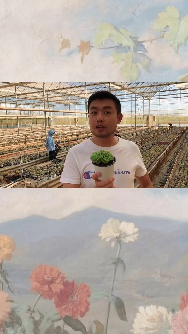羽安讲多肉：翡翠塔