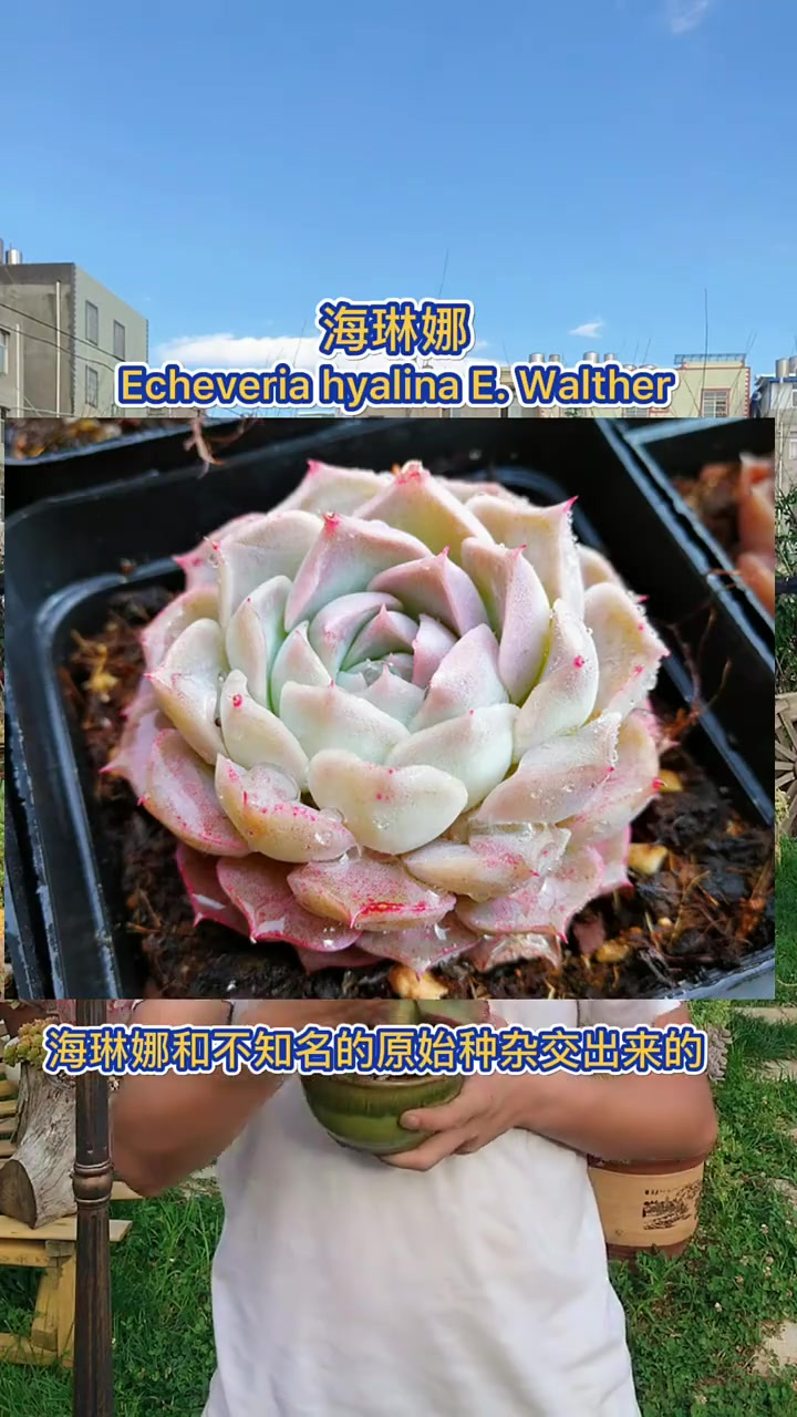 羽安讲多肉：朱砂痣