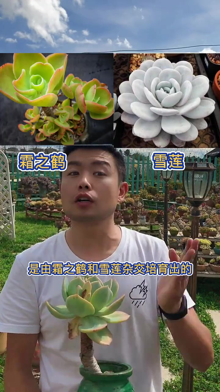 羽安讲多肉：白凤
