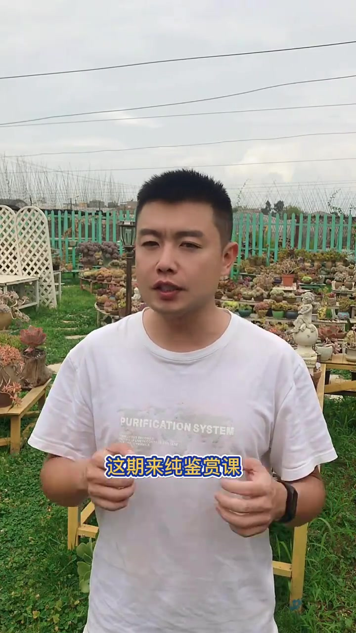 羽安讲多肉：法师品种鉴赏