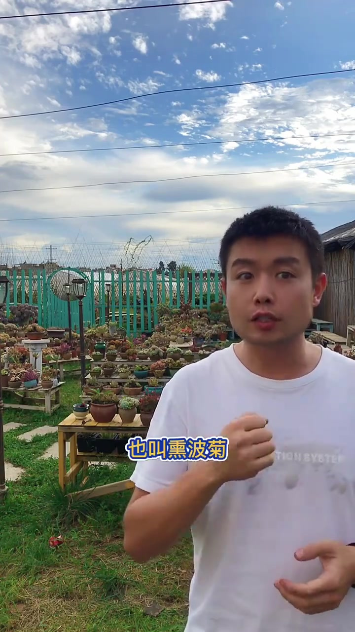 羽安讲多肉：鹿角海棠栽一大片开花看会怎样