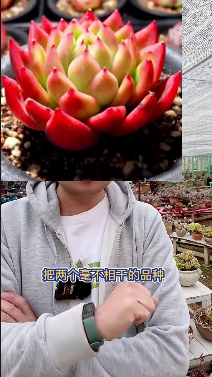 杂交王者，女王麦秆，现在便宜了，你玩不玩