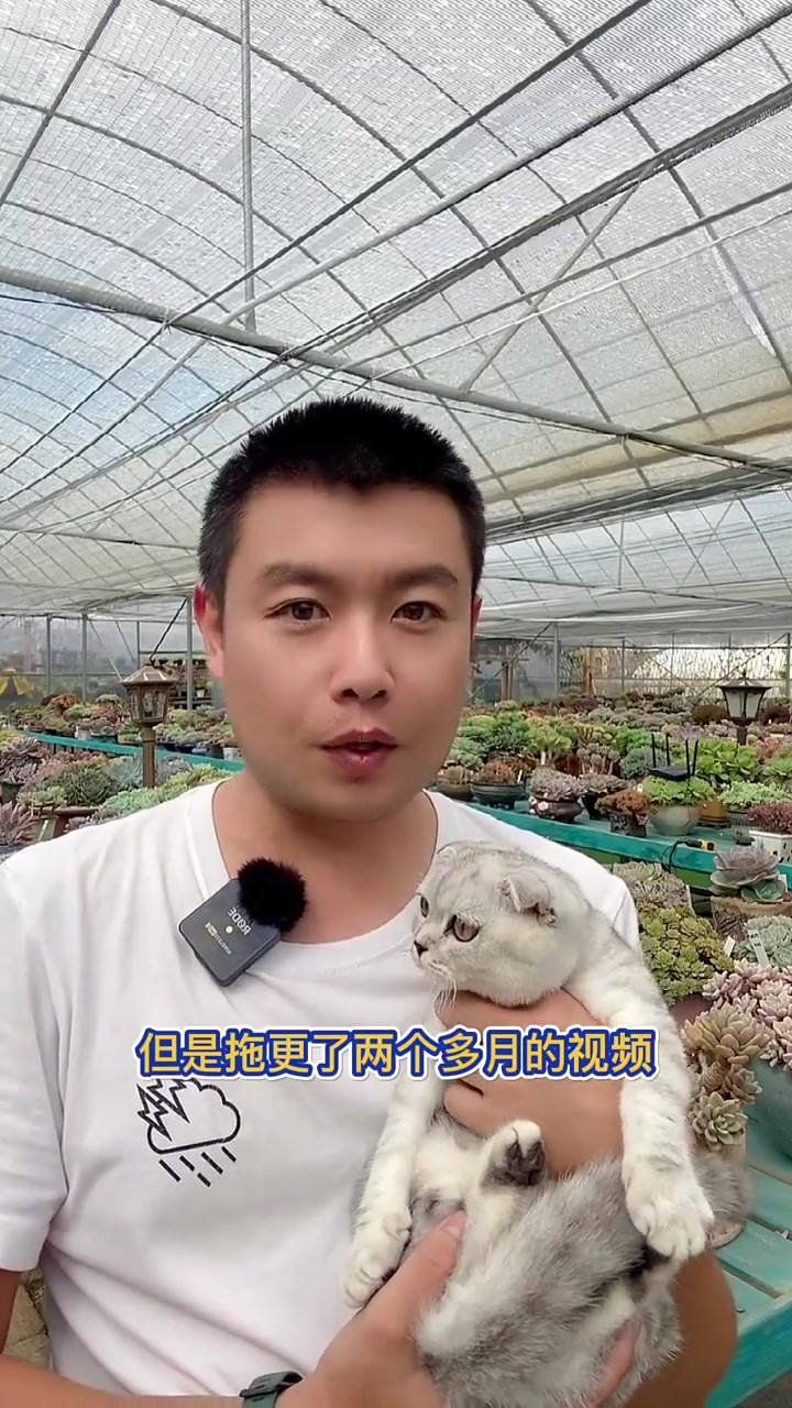 不爱拍视频的小折耳，新手也好养的月兔耳