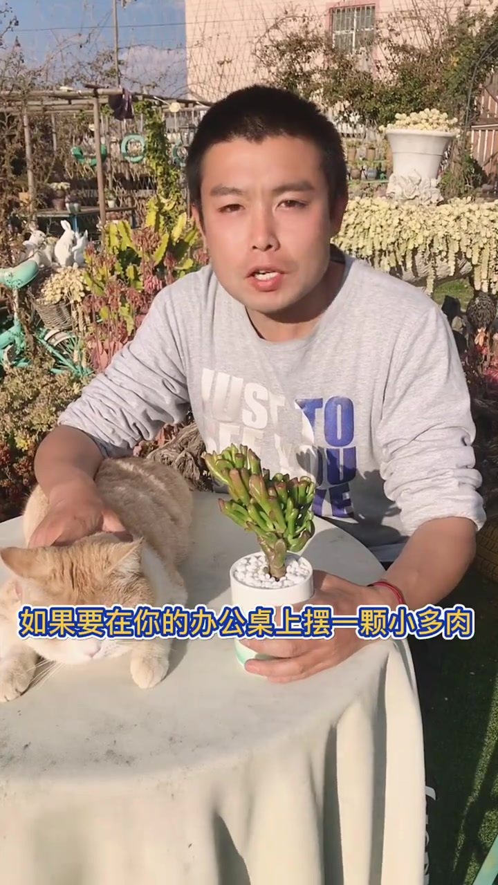 羽安讲多肉：吸财树