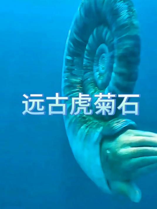 史前海洋的带壳章鱼