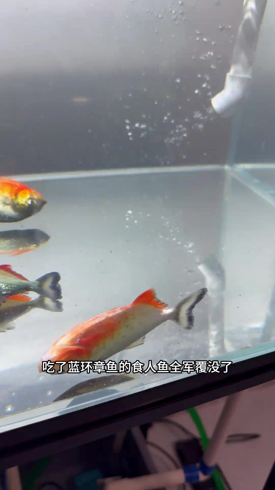 蓝环章鱼的毒性到底有多强？食人鱼全军覆没！