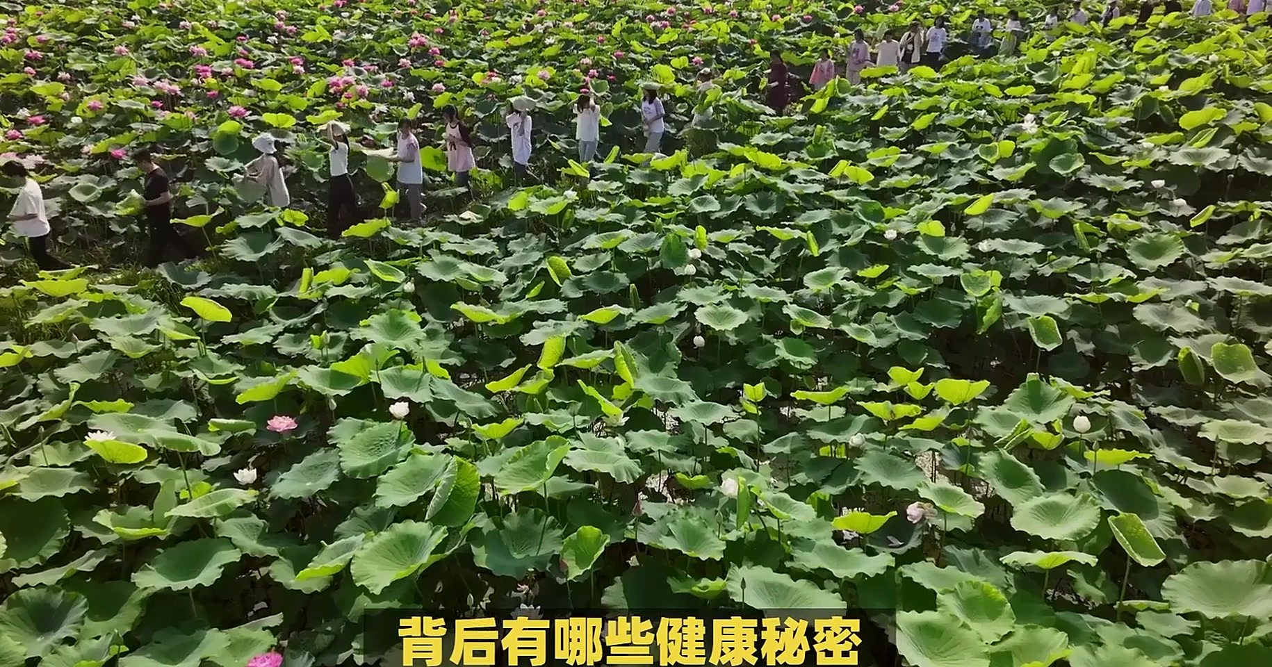 莲藕玉米汤：清甜口感与营养价值的完美结合
