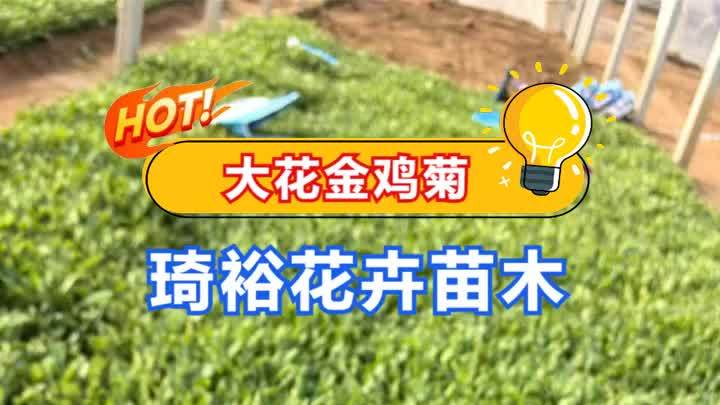 大花金鸡菊供应商,从传统的园艺景观到现代的室内装饰,琦裕花卉