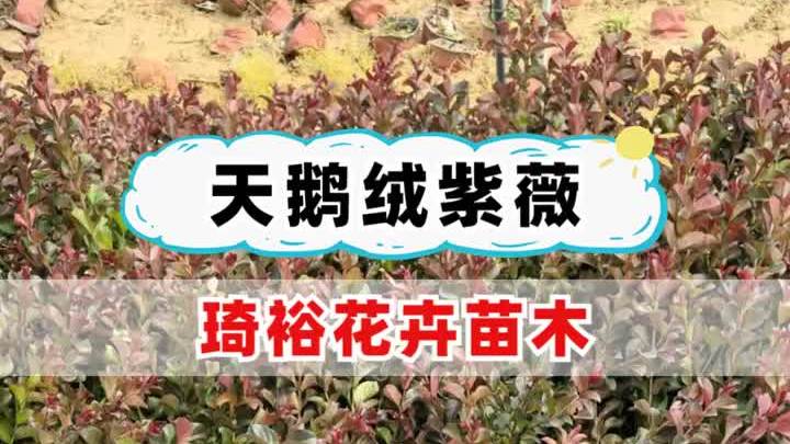 河南天鹅绒紫薇价格 浙江天鹅绒紫薇多少钱