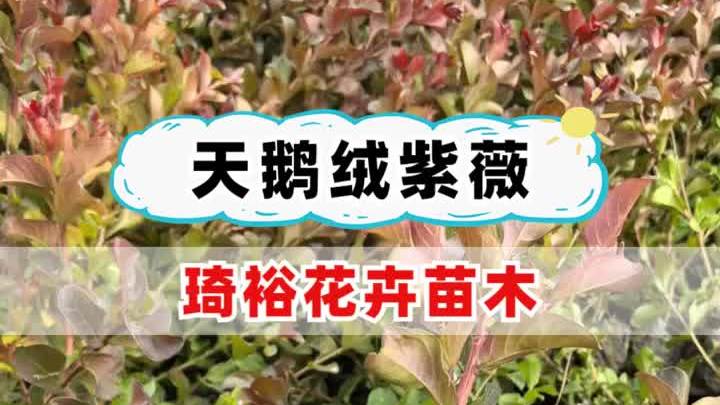 重庆天鹅绒紫薇杯苗 北京天鹅绒紫薇培育基地