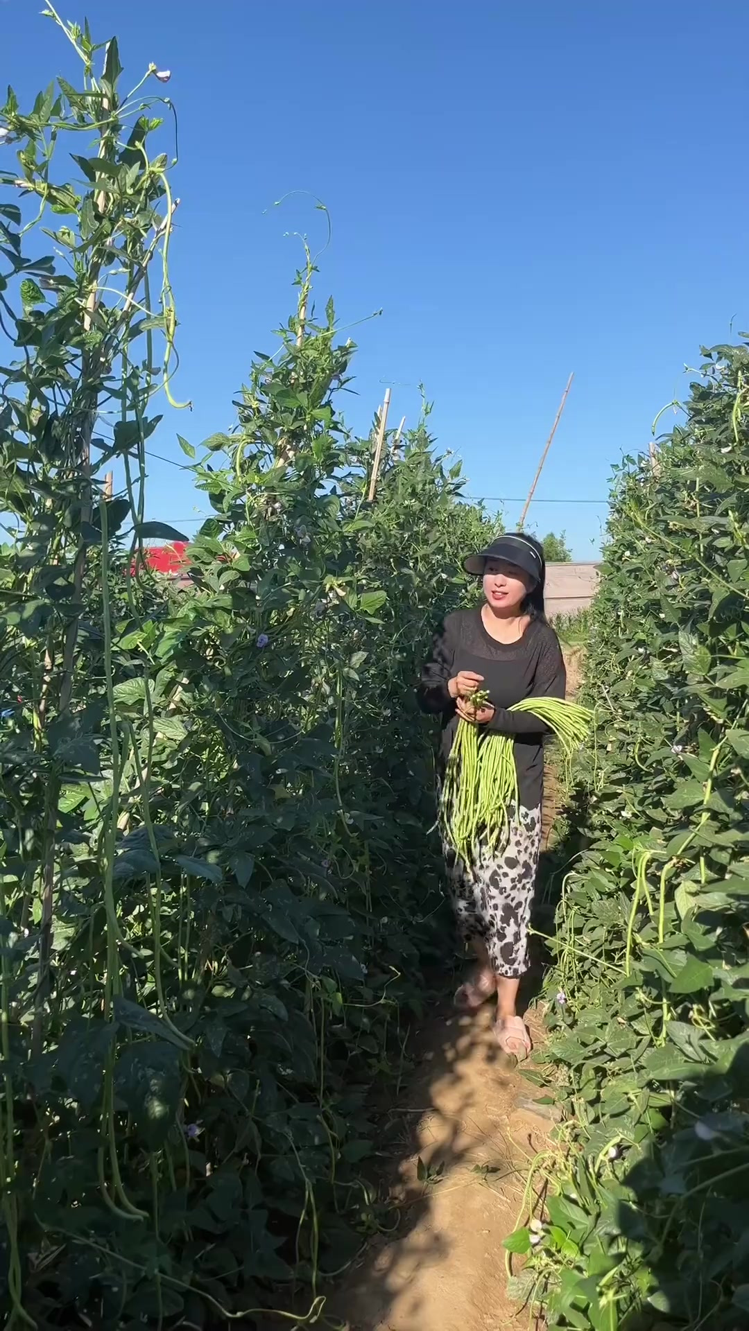 菜园三件套，豆角，茄子，土豆，熬炒鼓哒炖