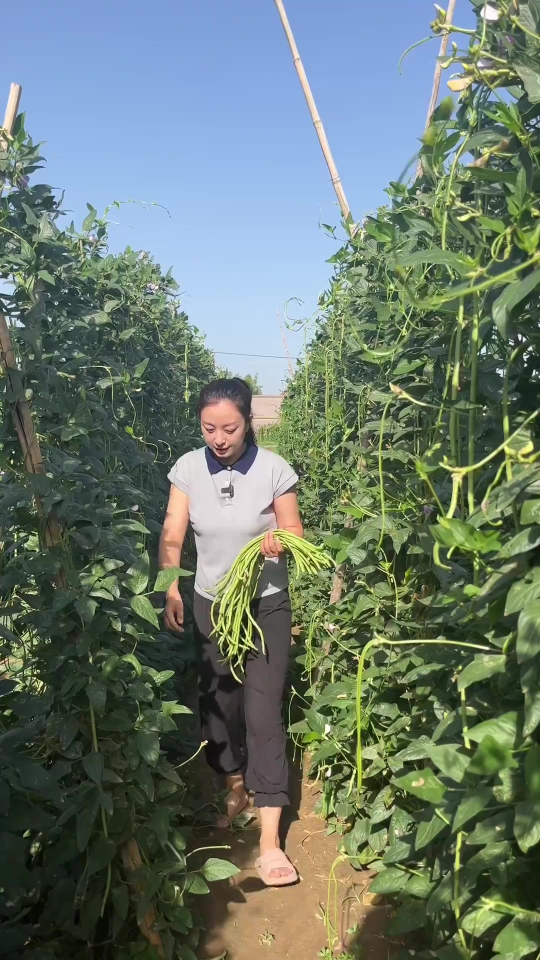 每年我都会腌一些酸豆角，炒肉末蒸窝头可好吃了