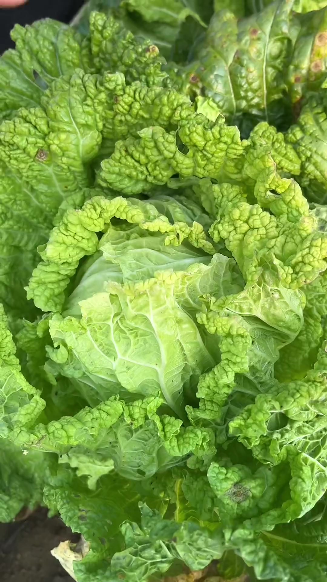 不需要鱼露和虾酱照样做出好的的辣白菜