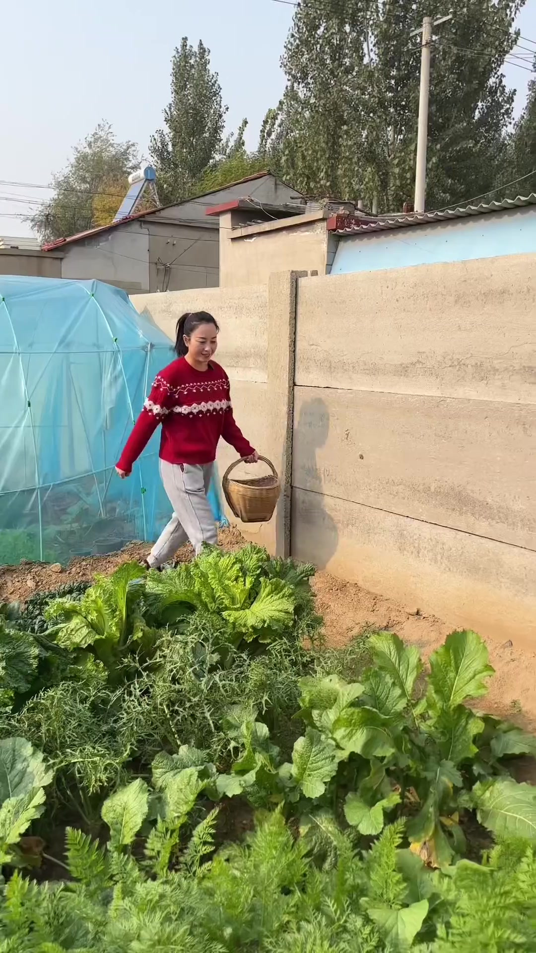 今天用两种方法,腌芥菜疙瘩,一个清腌,一个五香腌
