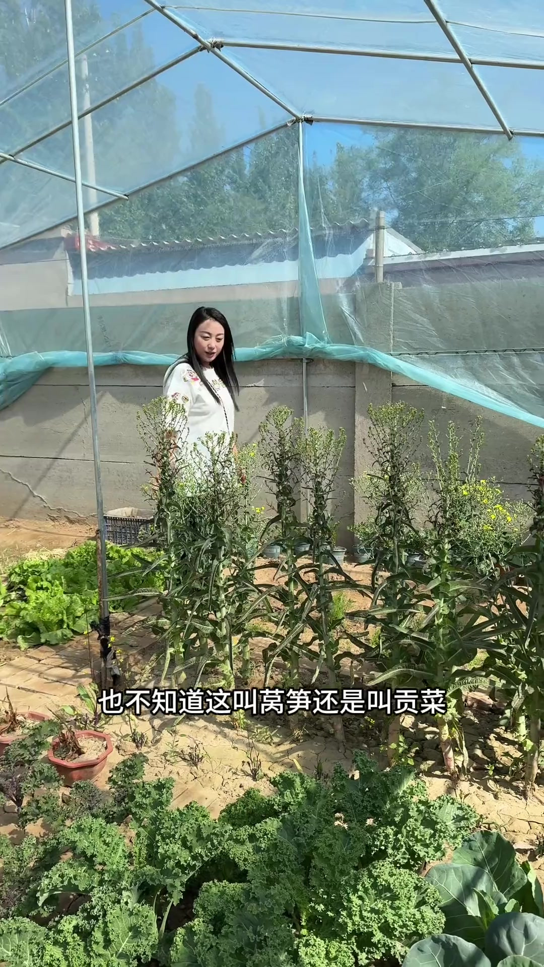 在家自制莴笋干，脆爽爽口，炒菜，涮锅都好吃