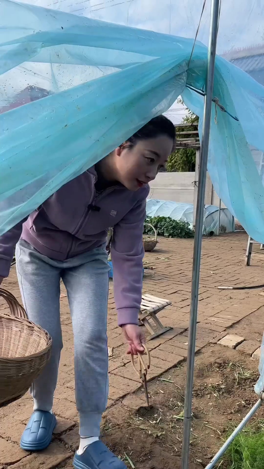 白菜蒜黄素馅饺子可以试试这种做法,特别鲜灵