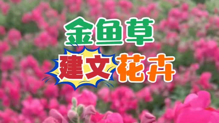 重庆金鱼草 宁夏金鱼草 北京金鱼草 福建金鱼草