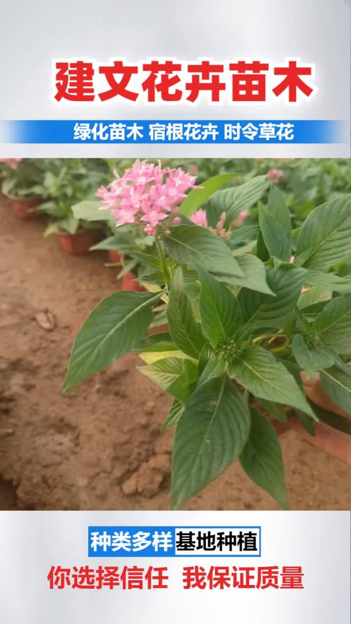 兰花三七哪里卖 繁星花基地 繁星花供应基地