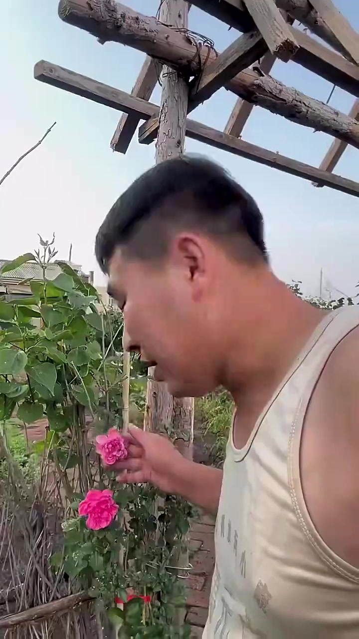 从新把菜架整好,雨过天晴