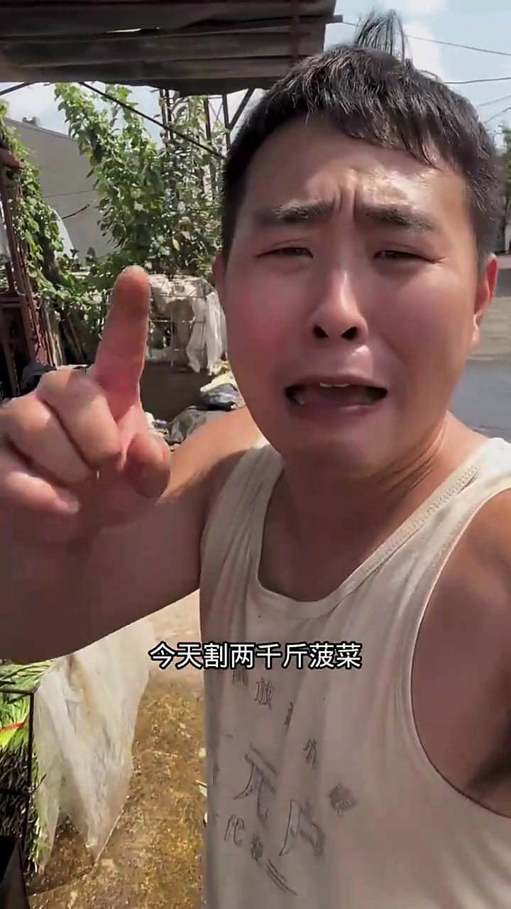 今天割芹菜跟菠菜,真的是不容易啊