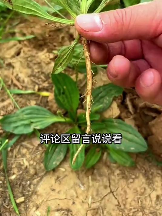 厨房养生必备!车前草入菜煲汤,鲜香又滋补