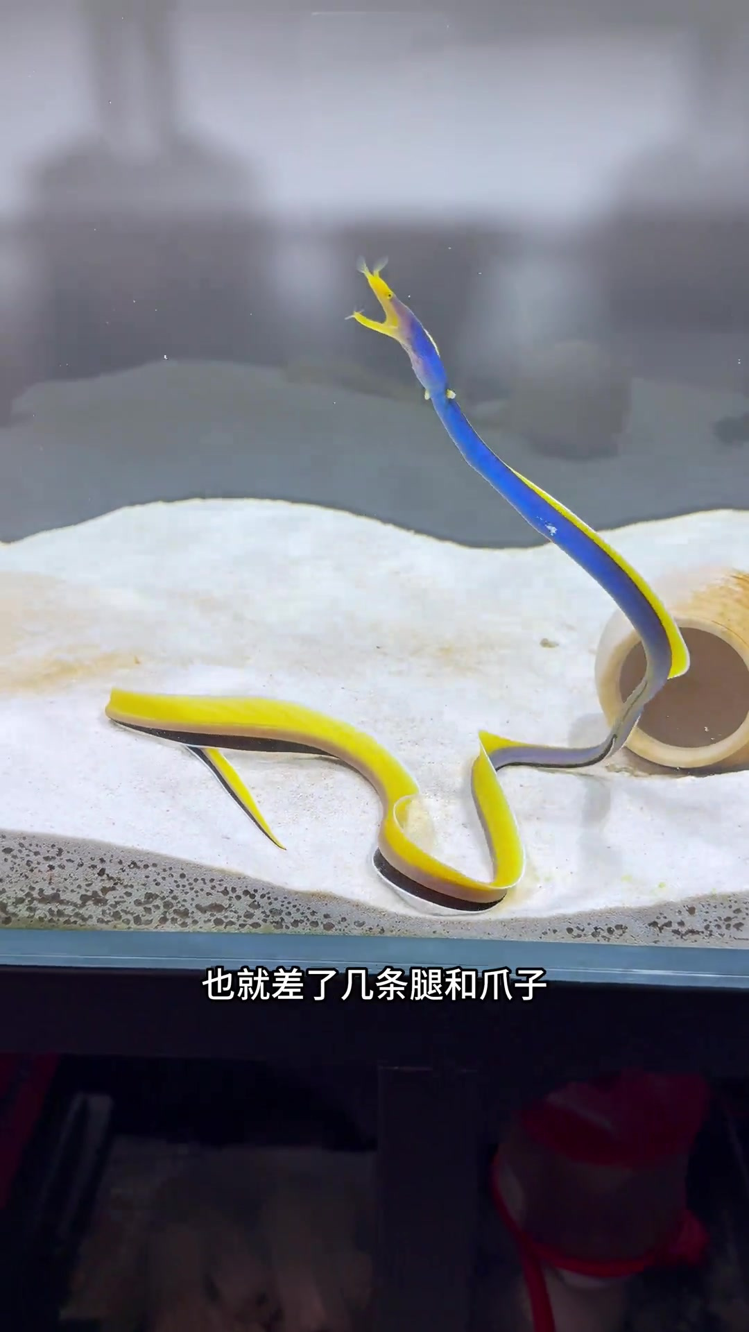哪吒里的敖丙!七彩鳗鱼到了!
