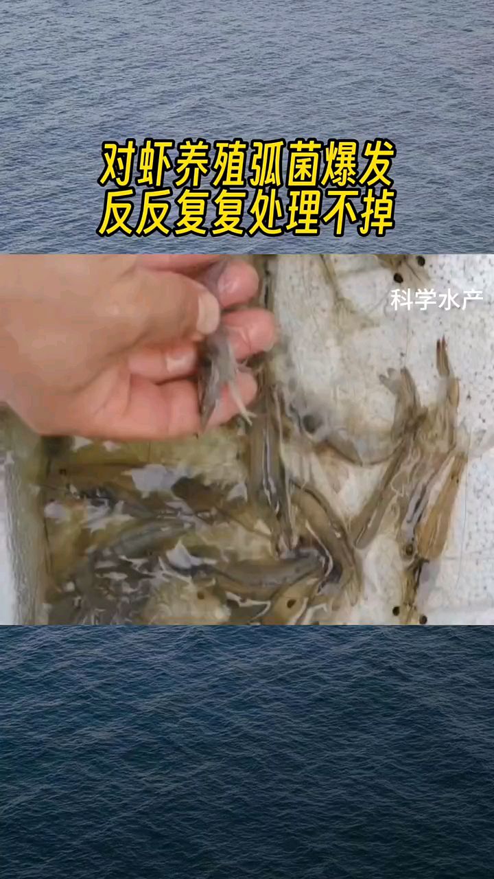 对虾弧菌爆发怎么处理?