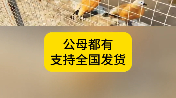 端午节特惠,租赁赤麻鸭限时优惠活动!赤麻鸭租赁