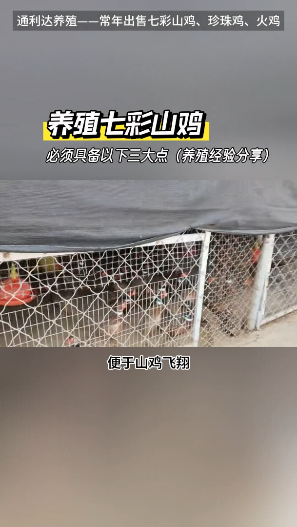 养殖七彩山鸡需要具备三大点，知道你也能养好七彩山鸡了！