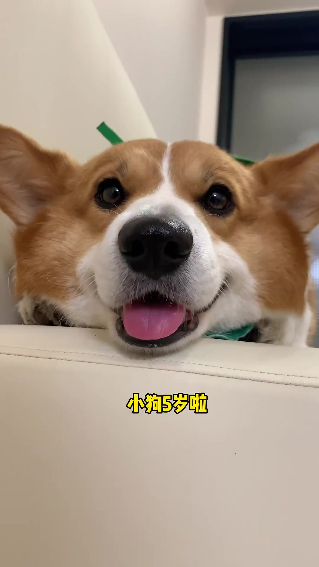 狗狗我呀，今天过5岁生日啦