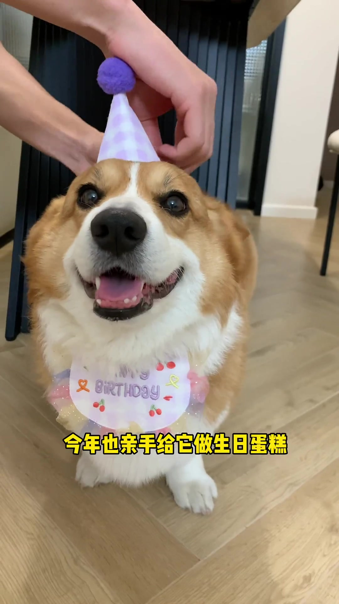 狗狗我呀，今天过5岁生日啦