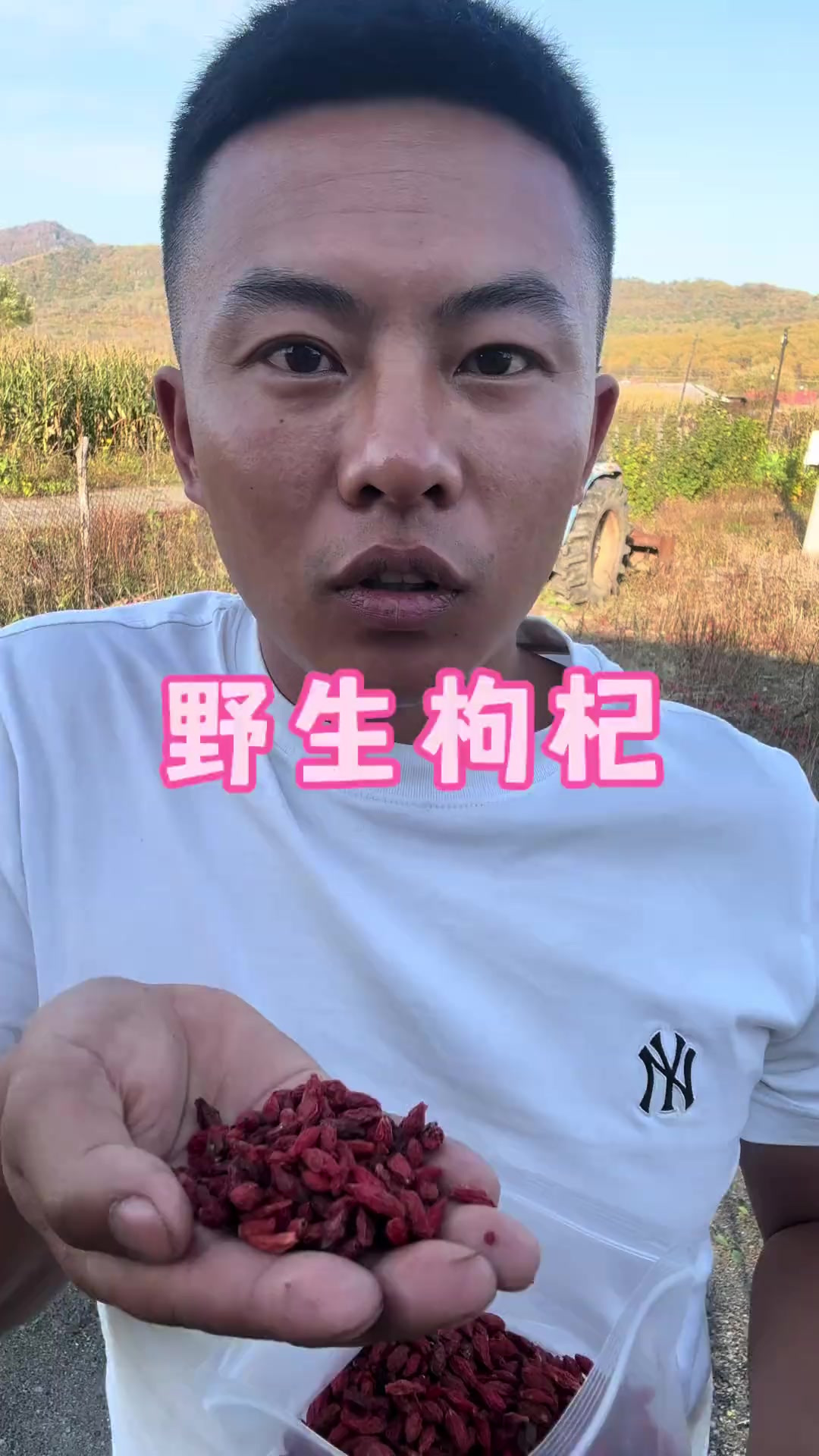 野生枸杞真的不甜