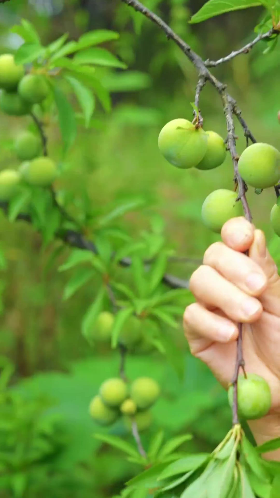 餐桌上怎么能少得了小龙虾,今天的生焖小龙虾